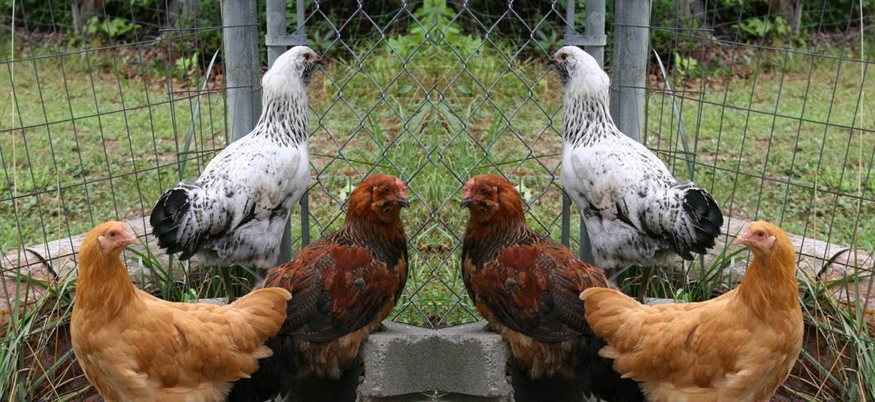 Backyard Flock Resources California Poultry Federation Official site